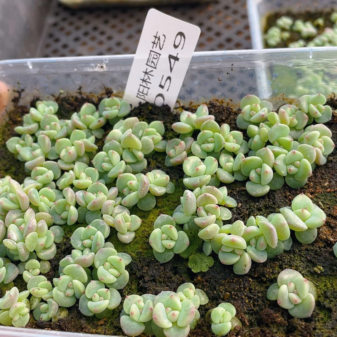 可***爱多肉植物多肉植物549