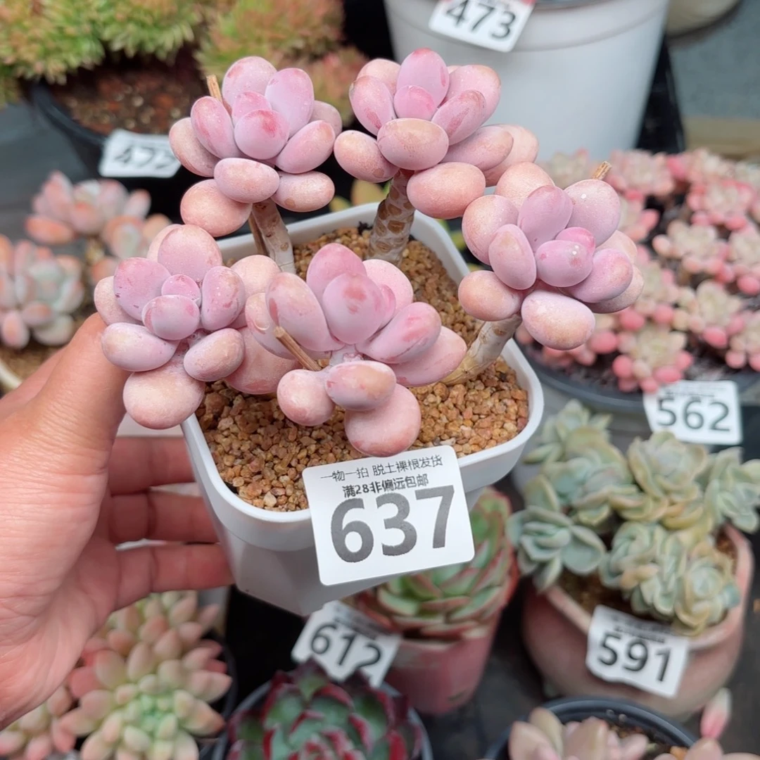 糖果桃蛋5头无盆土发货