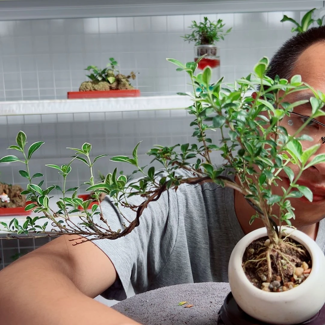 朝***植无花朵23