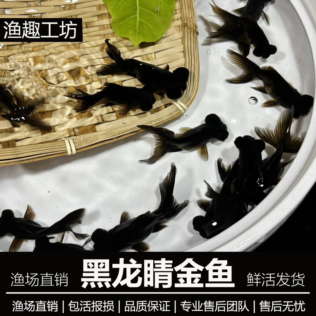 【黑龙睛金鱼】蝶尾金鱼红冷水观赏鱼好养耐活鱼苗小鱼活体草金鱼