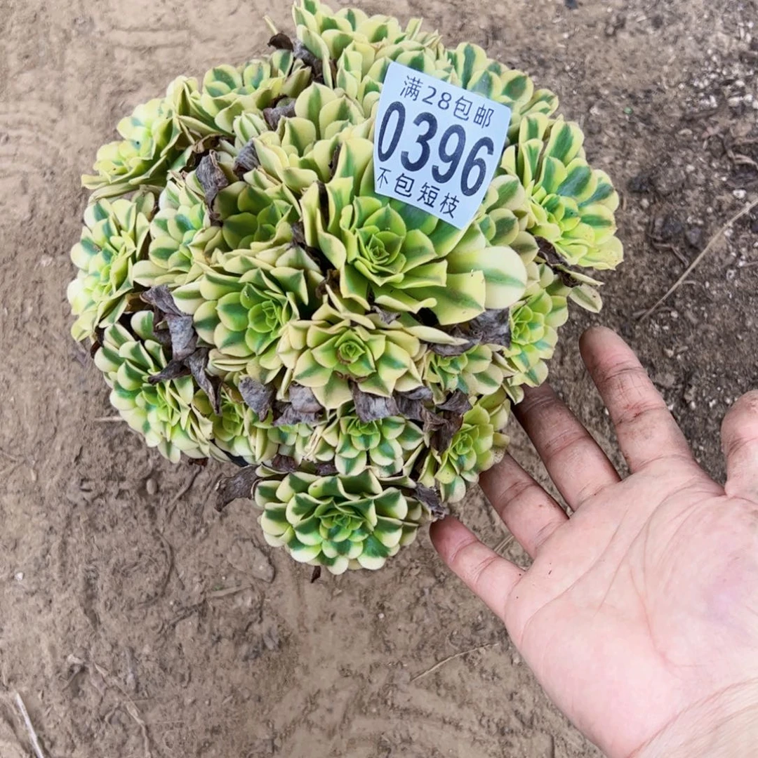 0396绿美杜莎多肉植物