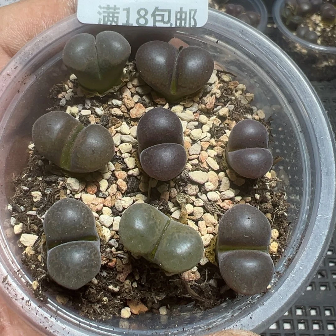 【闪购商品】 113。