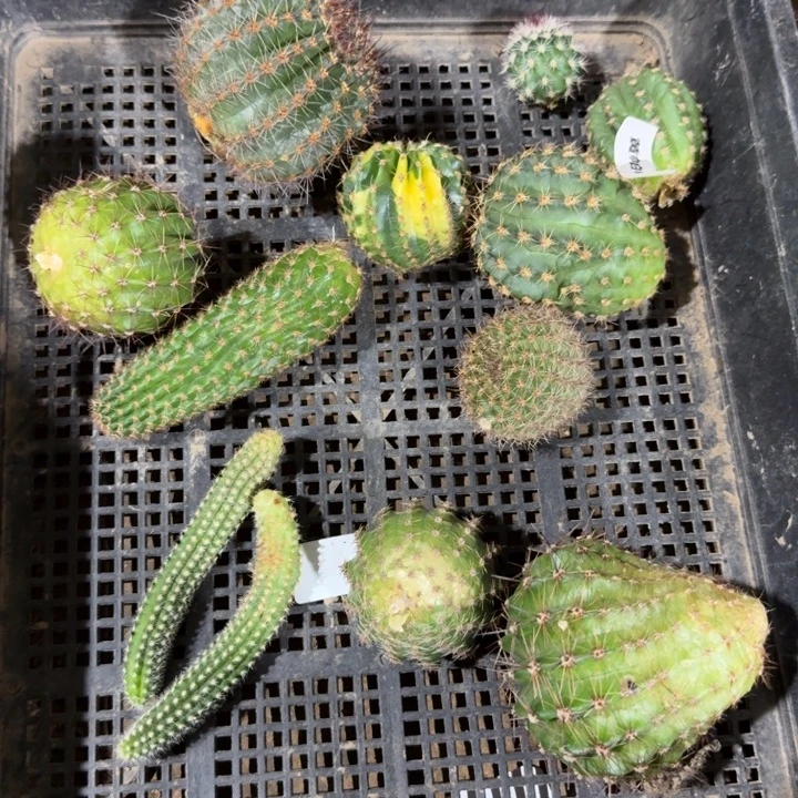 353筐拍不好无售后
