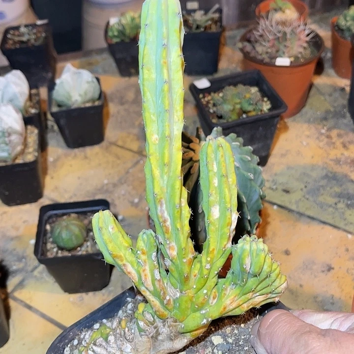 满38包邮，年后脱土晾根发货多肉