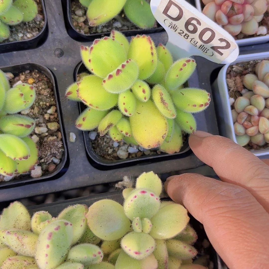 D602黄熊一物一拍