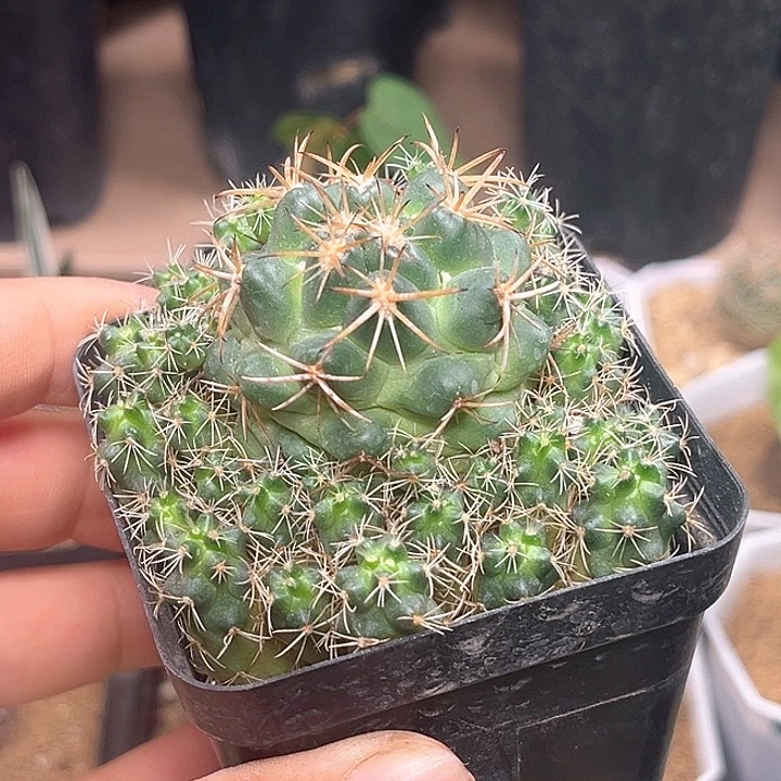 天丝象牙丸实生球一颗