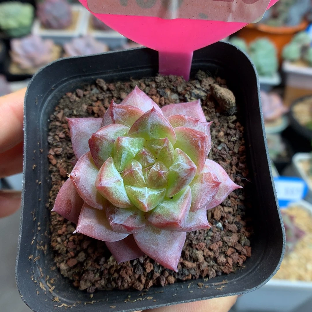 326粉钻石化多肉植物