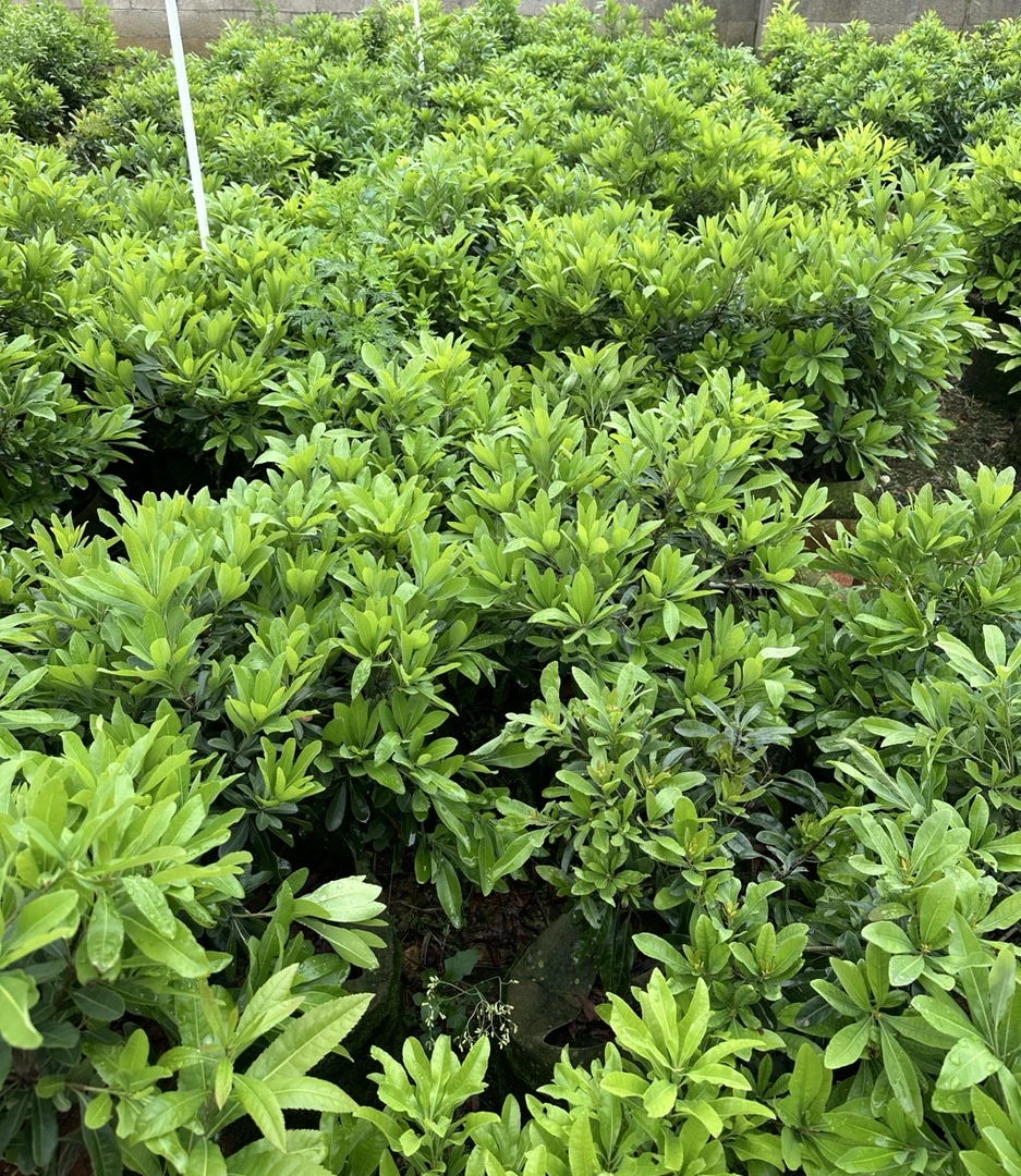 东魁黑炭台梅（一物一拍）室内盆栽老桩好看又好吃可盆栽可地栽