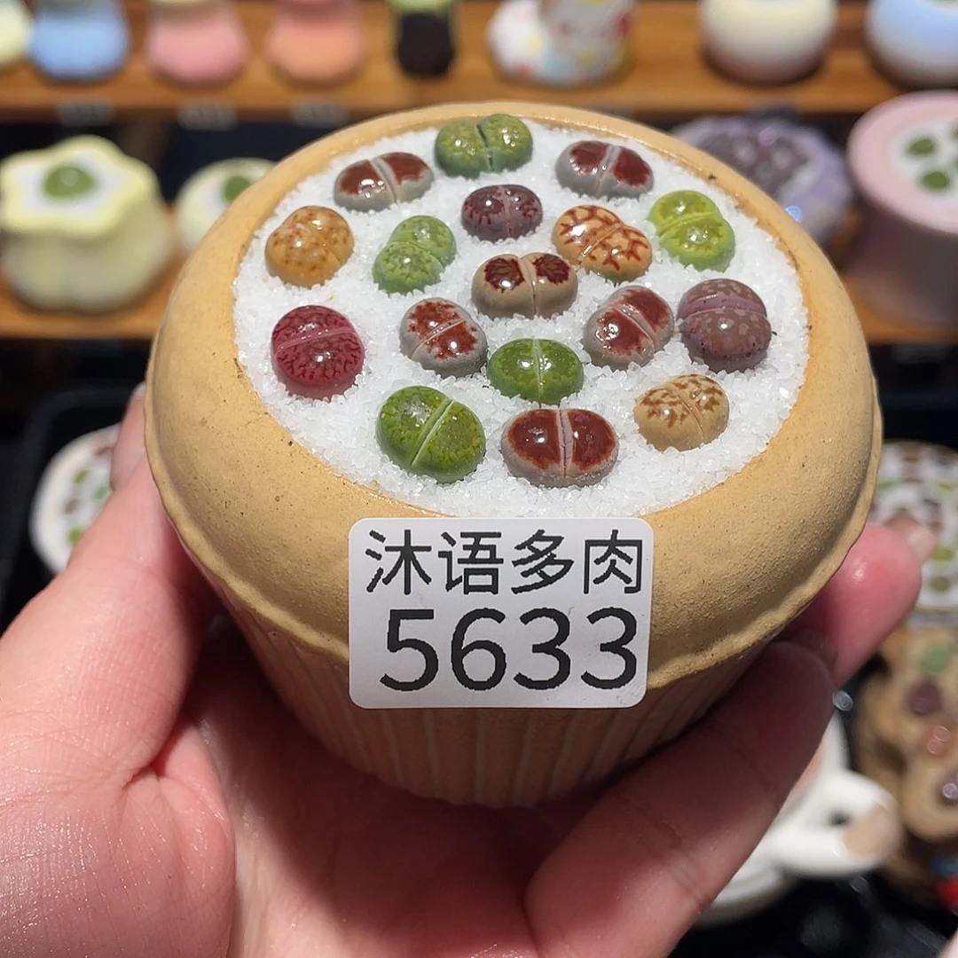 带盆土植物 一物一拍5633