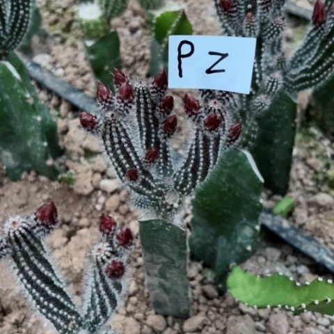 红*，P2嫁接猪猫柱25