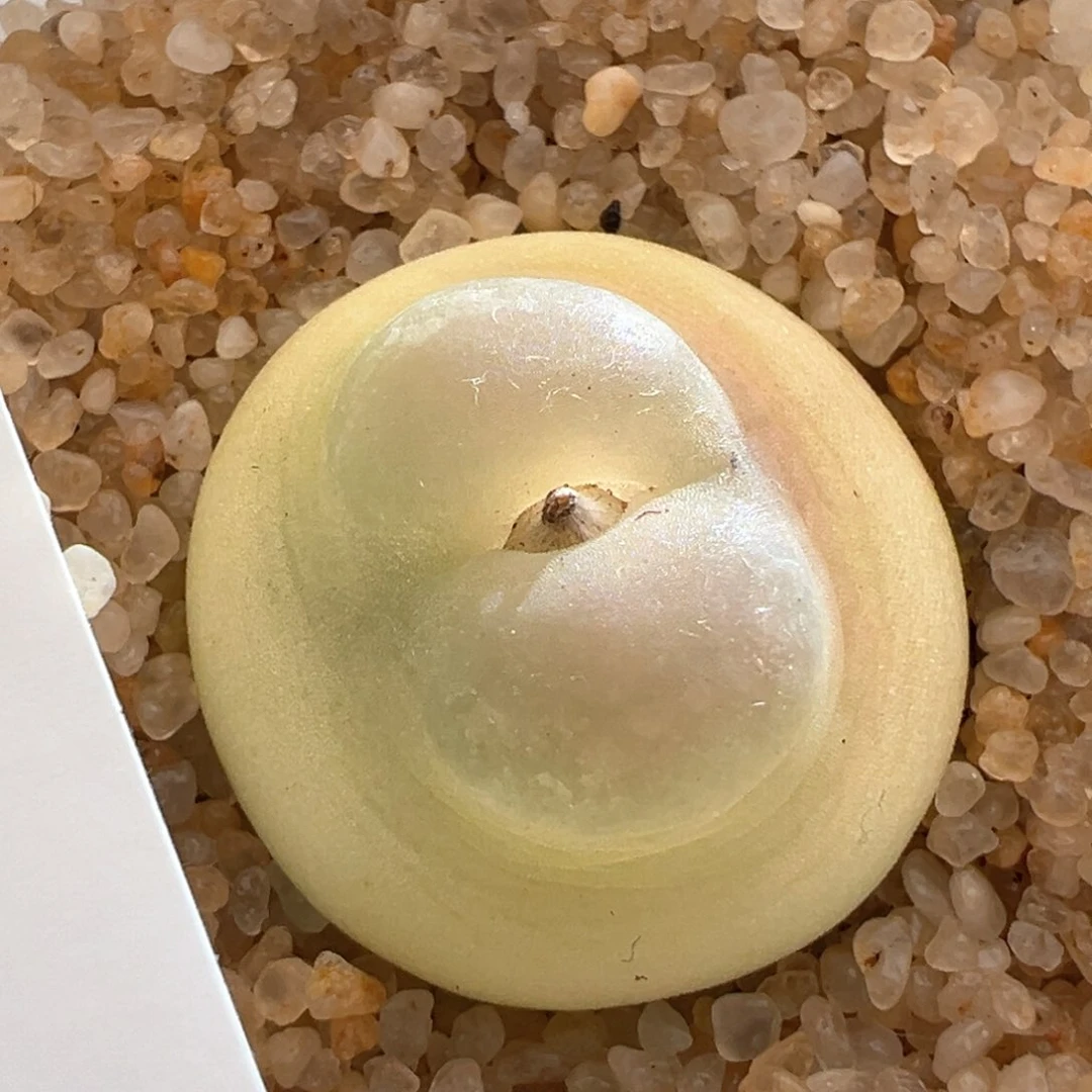 b****u27。日系粉皮桃尻娘拉登