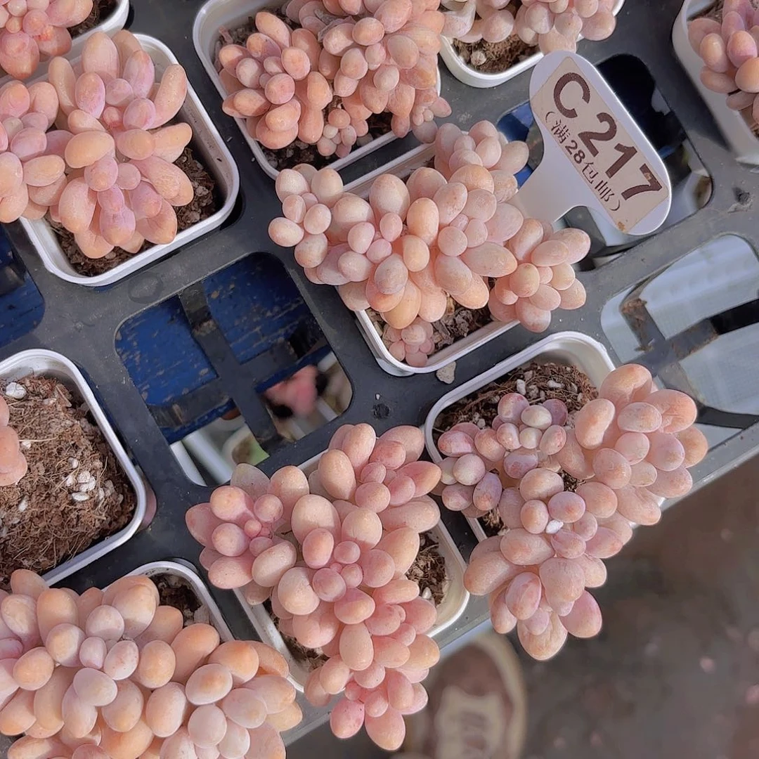 C217桃花奶一物一拍