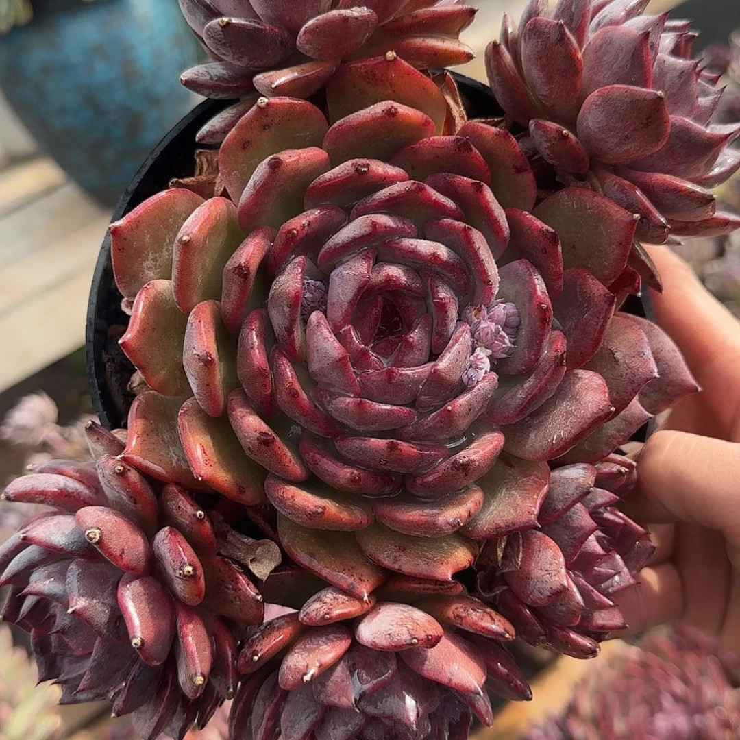 水晶系杂交优选0000000000