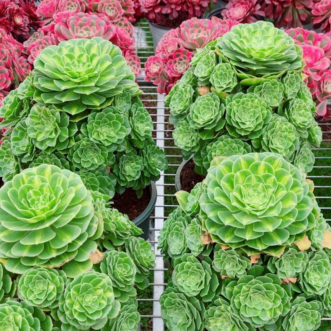 模特五彩琉璃量拍多肉法师一个