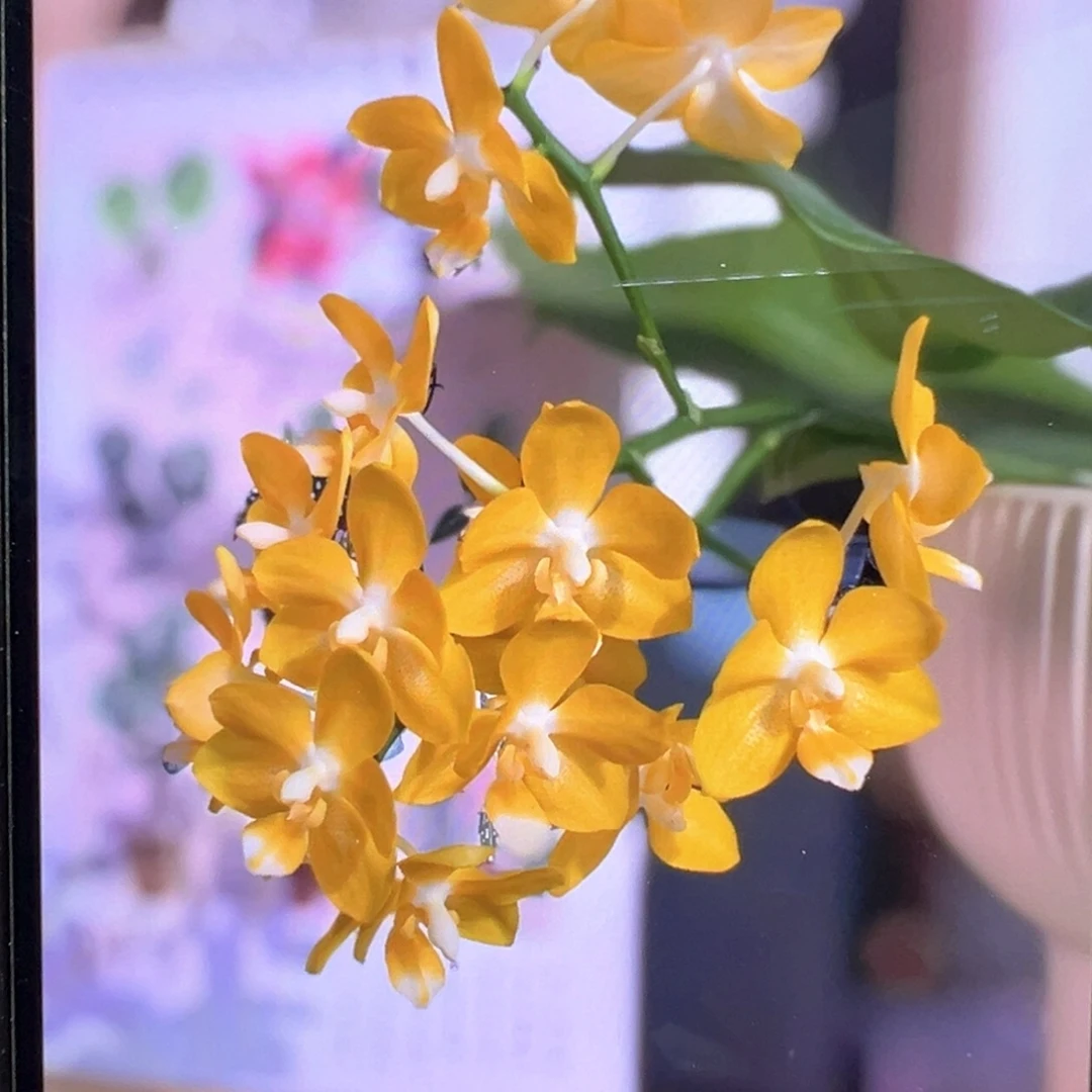 当前无花栽培后可以开花柳林小星星