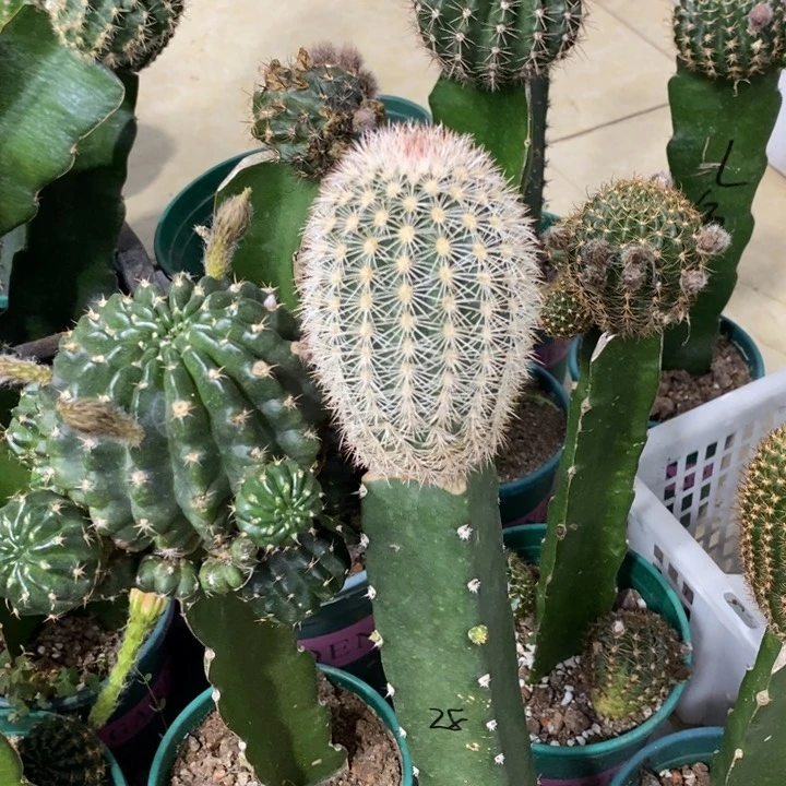 新品进口御旗虾一物一拍母本28