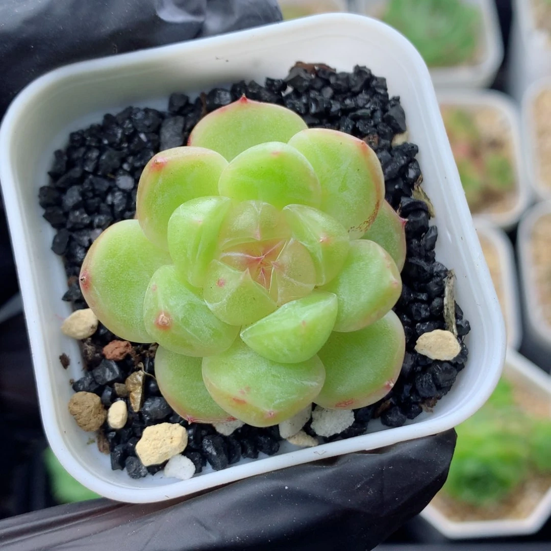 58包邮  群生不包整珍妮50
