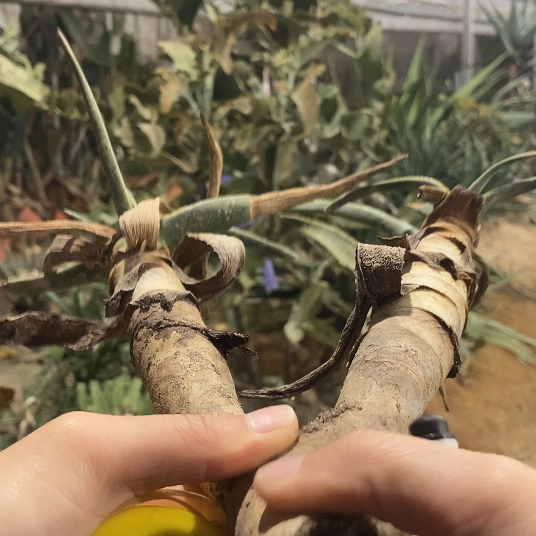 一***鸟无根。   不售后。 9号。