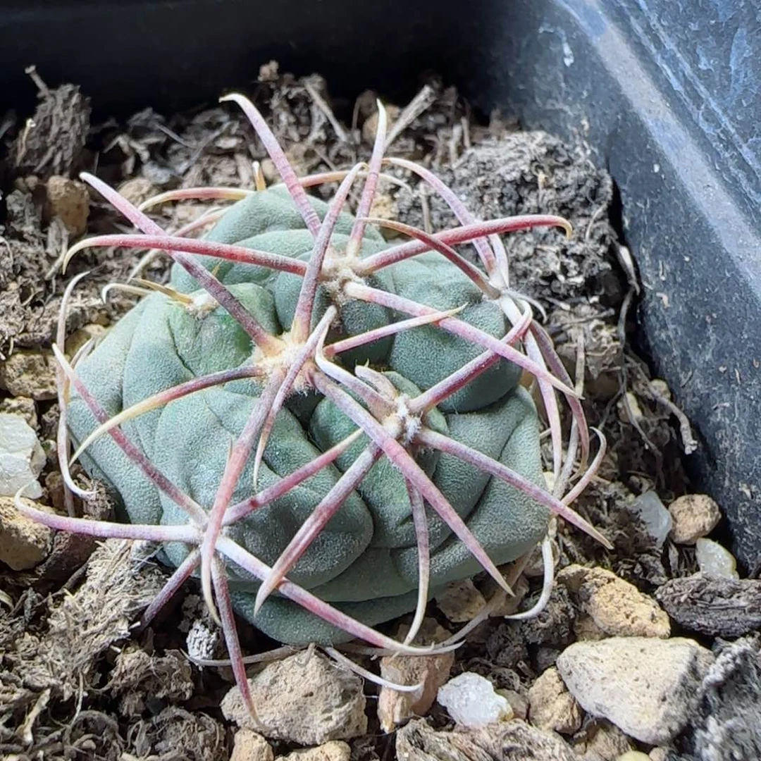 实生高木绯冠龙多肉