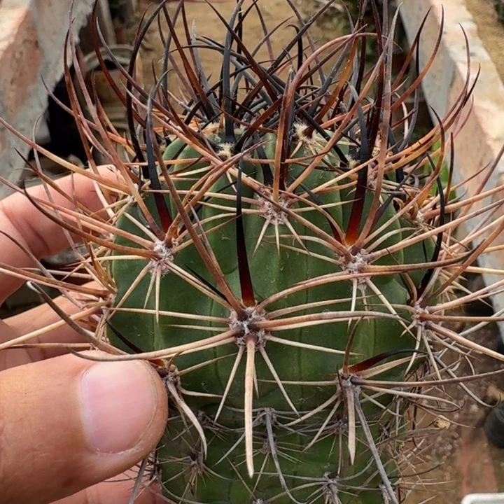 狂风无根6666666666