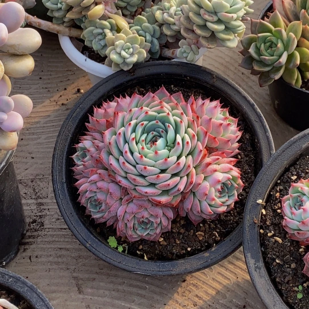 ?***꧂48包邮一物一拍多肉