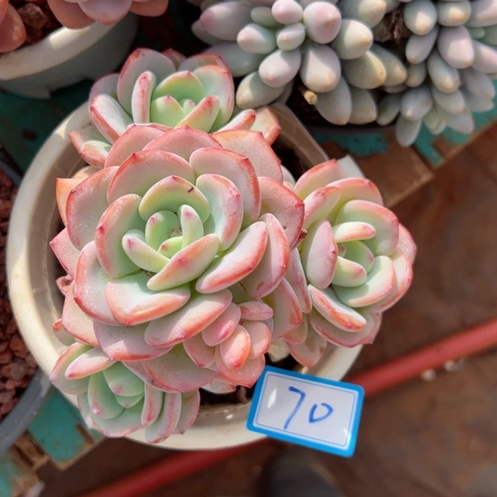 70白月光平平安安健健康康