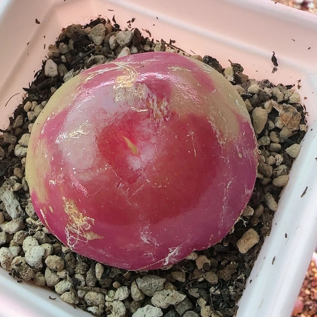 【闪购商品】12345678