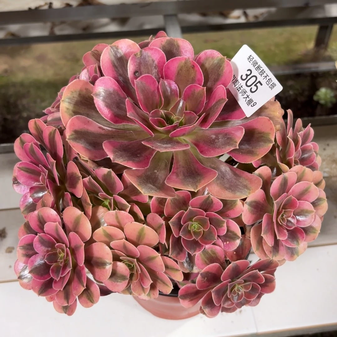 305美杜莎多肉植物法师