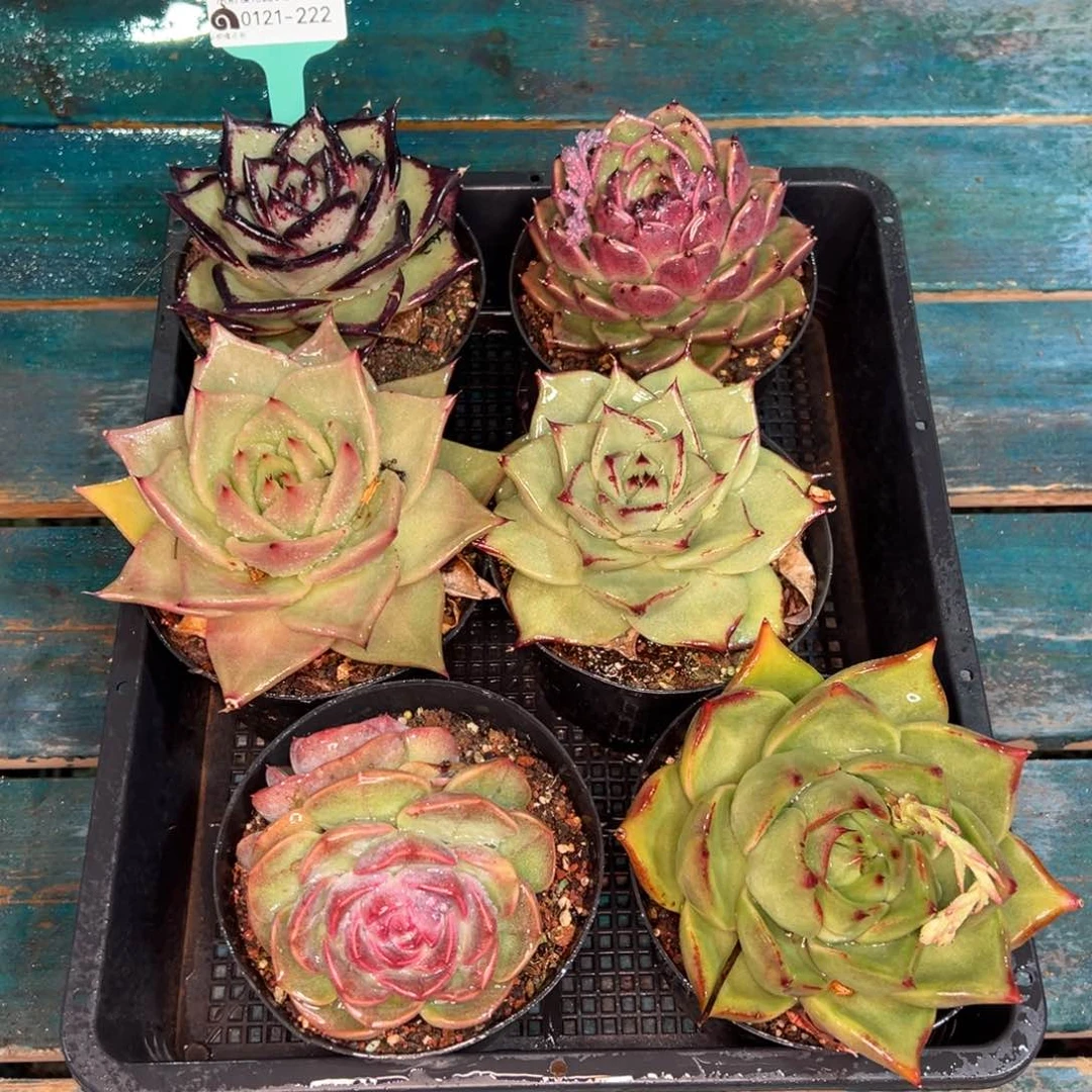 从前慢多肉精选编号0121.222