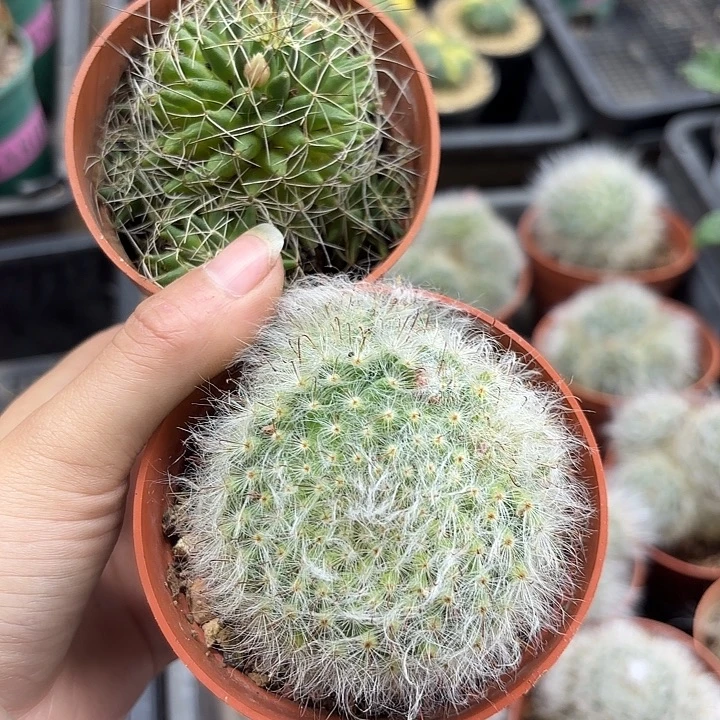 高纱仙人球➕琴丝丸组合