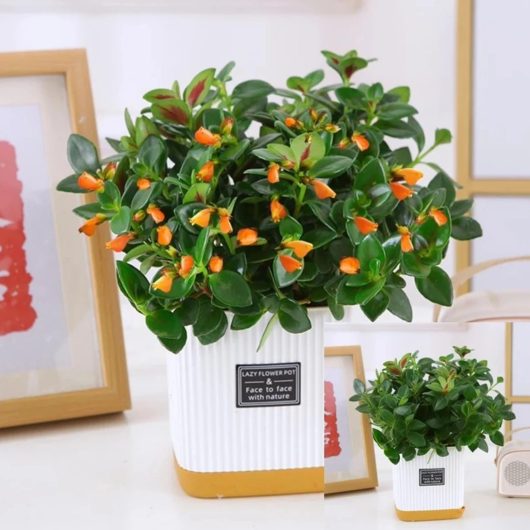 【带白盆】金鱼花苗四季开花盆栽吊兰阳台好养绿植花卉大全耐寒
