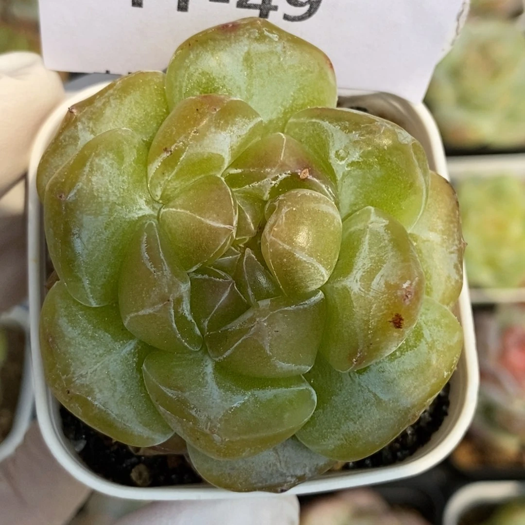 【闪购商品】11-49