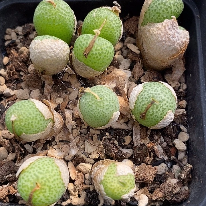 2539玉米一盒。