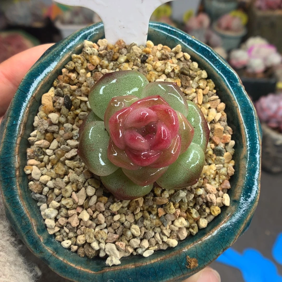 2红宝石心糖心多肉植物