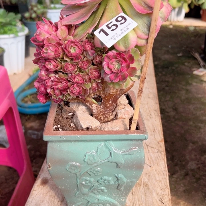 用****7159多肉植物、荔枝缀化