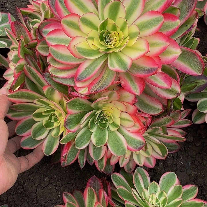 荔枝多肉513多肉