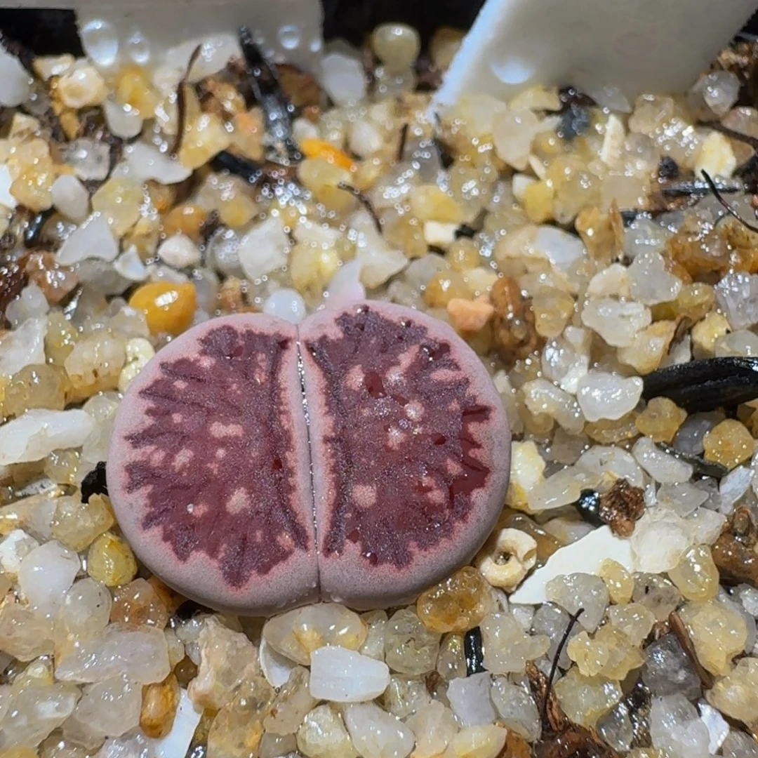 Ssss精品生石花540紫菊