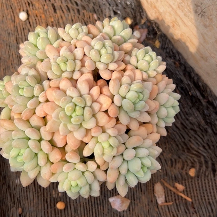 5-5洛可可多肉植物