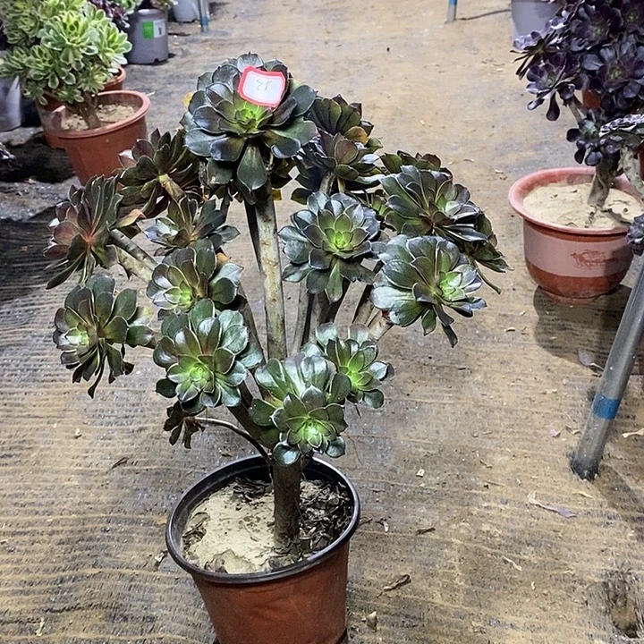 43，小灰豆134678899999