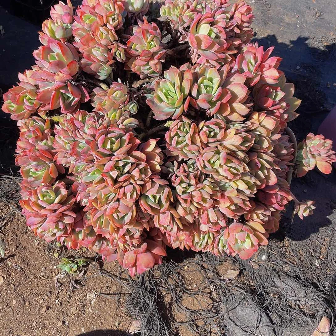粥***粥绮啰仙子多肉植物