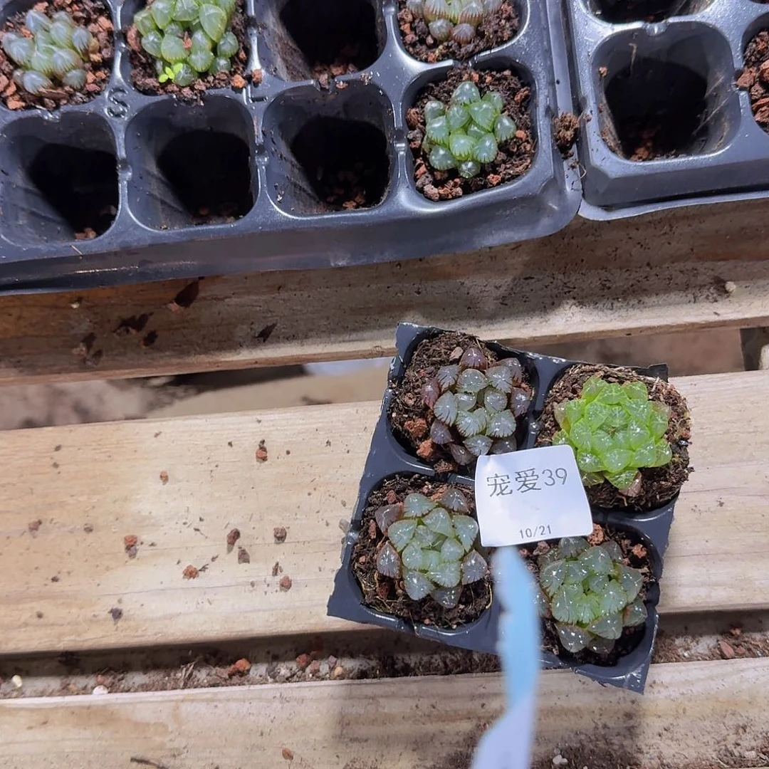 直播福利一物一拍39