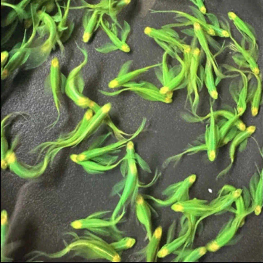 绿翡翠蝶翼斑马1条