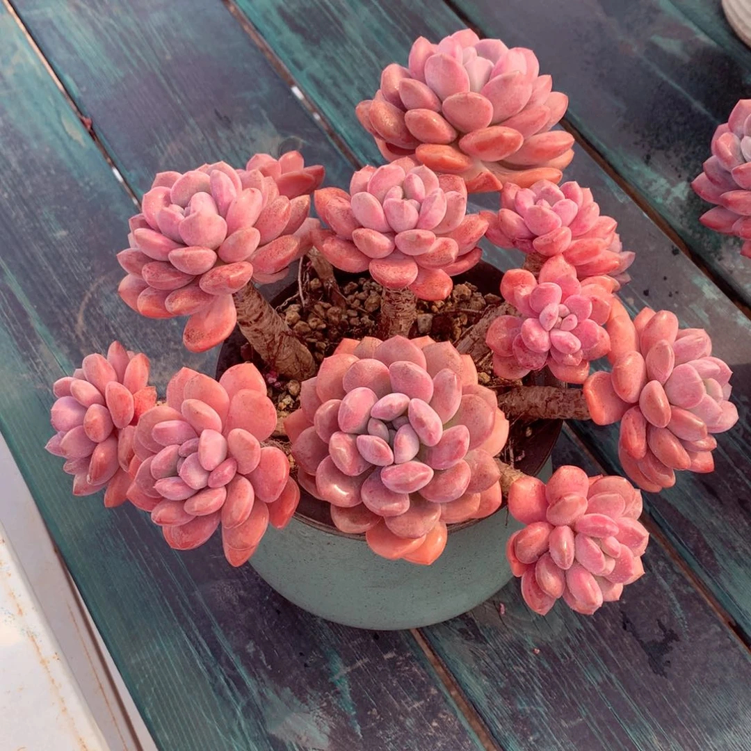 穿*?一物一拍一物一拍