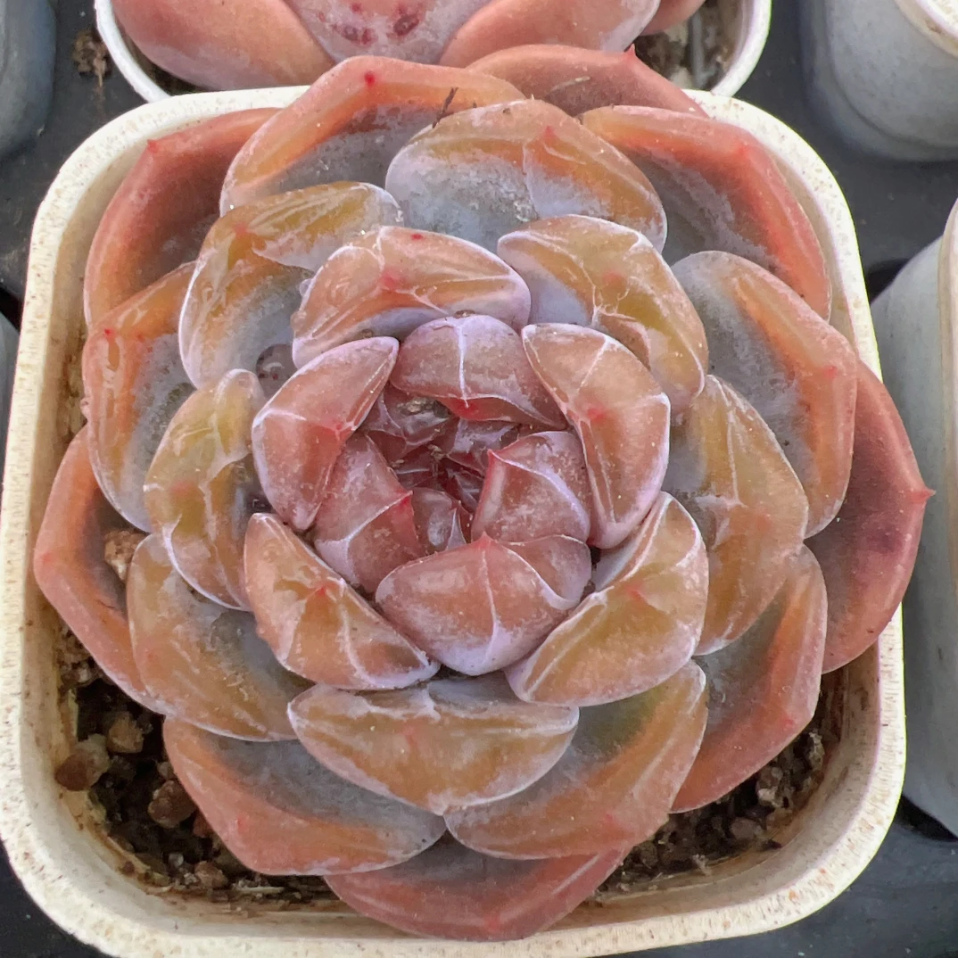 红色恋人50#-带盆土