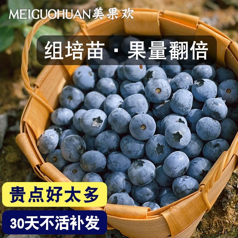 美果欢蓝莓树果苗盆栽带果发货南北方种植四季蓝莓盆栽果树苗