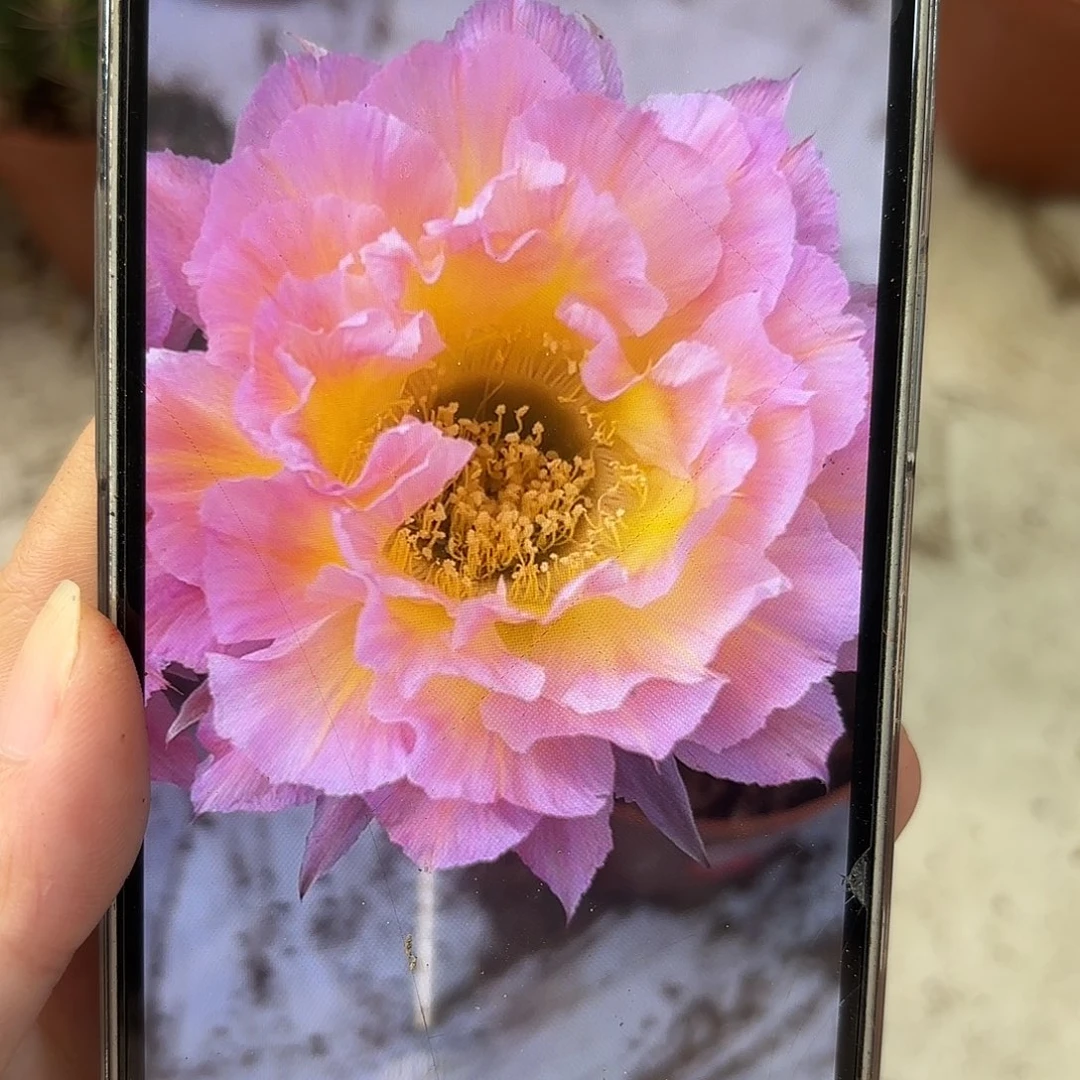 彩草升级版萤火虫8公分左右