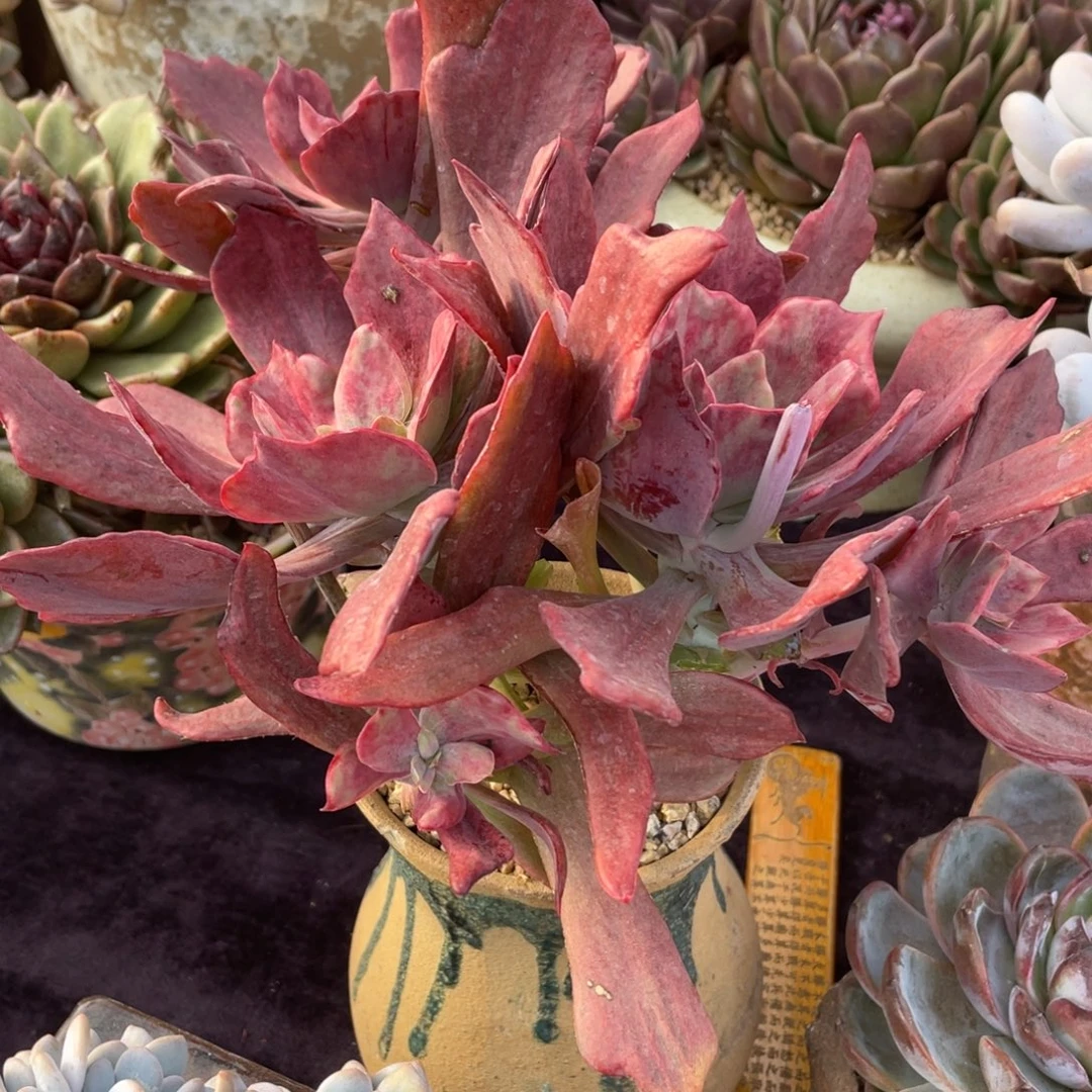 钻石锦群生多肉植物一物一拍