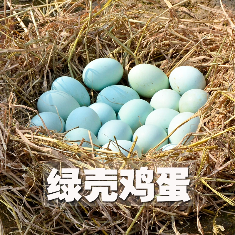 绿壳鸡蛋 现捡现发 顺丰包邮