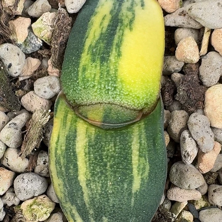 雅乐殿卧牛锦实生