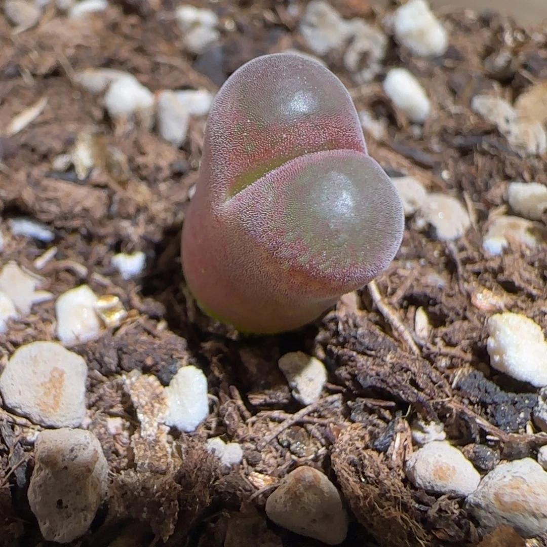 肉锥多肉植物组合-流沙619
